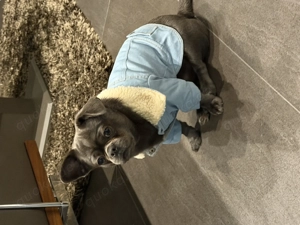 Aus Familiären Gründe süße Chihuahua rüde abzugeben 10 Monate alt Blau