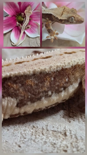 0.0.1 Tricolor Lilly White Kronengecko 