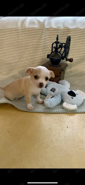 Reinrassige Chihuahua Welpen suchen ihre Menschen 