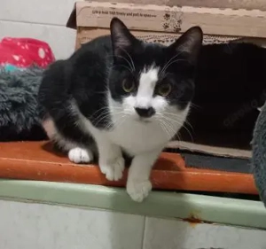 verspielt und anhänglich: Muffy (ALM)