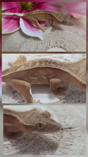 0.0.1 Red Phantom Kronengecko 