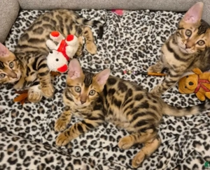 Bengal-Kätzchen   Reservierungen ab sofort möglich