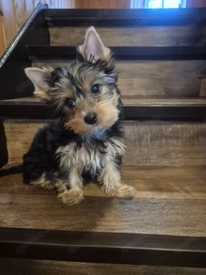 yorkshire terrier Welpen zum verkauf