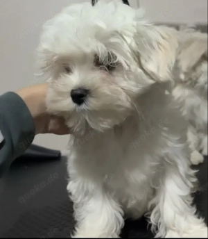Bichon Malteze 4 Monate 