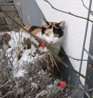 temperamentvolle Blossom  Eppstein (ALM) Bild 10