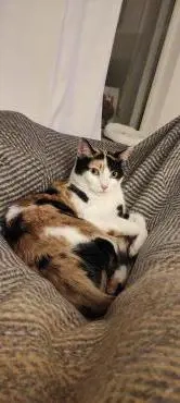 temperamentvolle Blossom  Eppstein (ALM) Bild 9