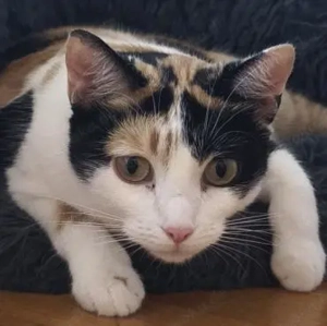 temperamentvolle Blossom  Eppstein (ALM)