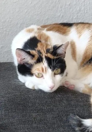 temperamentvolle Blossom  Eppstein (ALM) Bild 7