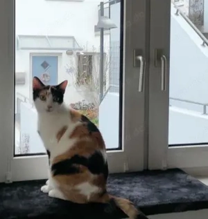 temperamentvolle Blossom  Eppstein (ALM) Bild 8