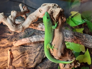 Madagaskar Riesentaggecko