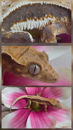 0.0.1 Tricolor Lilly White Kronengecko 