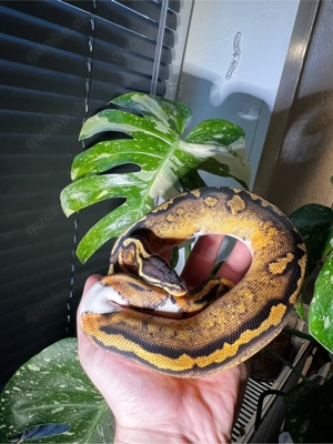 Königspython - Python regius - Pastel Piebald het Ultramel - 0.1