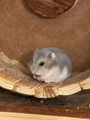 Zwerghamster Weibchen + Käfig u. Zubehör abzugeben