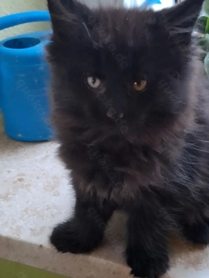 Zuckersüße Maine Coon Kitten 