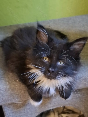 Zuckersüße Maine Coon Kitten 