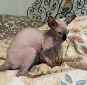 Sphynx kitten