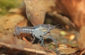  364 Blaue Florida Flusskrebse (Procambarus alleni