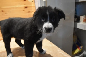 6 Border-Collie Mischlinge suchen ein liebevolles  Zuhause