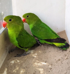 0.2 Taranta, Verdacht pale falbe