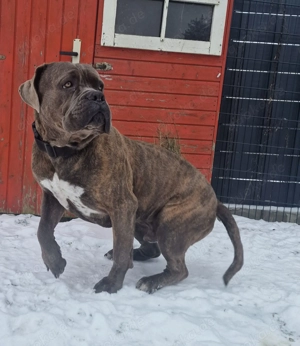 Cane Corso Rüde sucht 