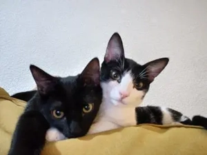 Brüder Panther und Leon (ALO)