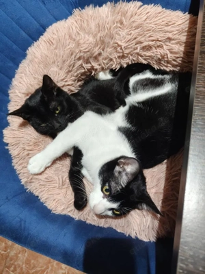 Brüder Panther und Leon (ALO) Bild 4