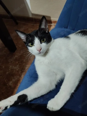 Brüder Panther und Leon (ALO) Bild 3