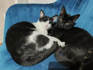 Brüder Panther und Leon (ALO) Bild 2