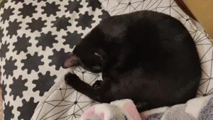 Brüder Panther und Leon (ALO) Bild 5