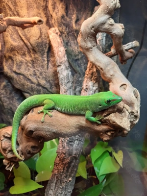 Madagaskar Riesentaggecko