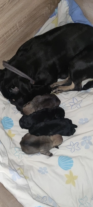 Mops Mischlingswelpen 