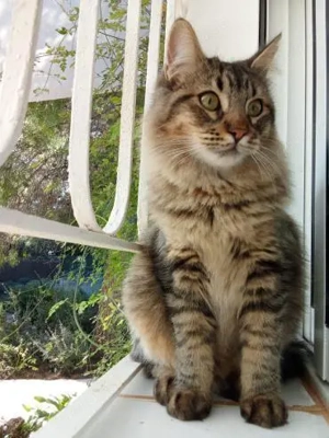 Langhaarkaterchen Serrat (OLC)