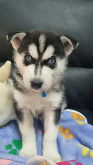 Sibirische Husky Welpen 2 Weibchen 1 Rüde