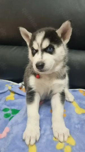 Sibirische Husky Welpen 2 Weibchen 