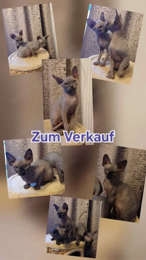 Sphinx Kätzchen zum verkauf