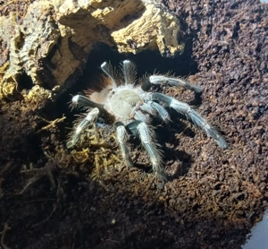 Vogelspinne V.chromatus 0.0.1