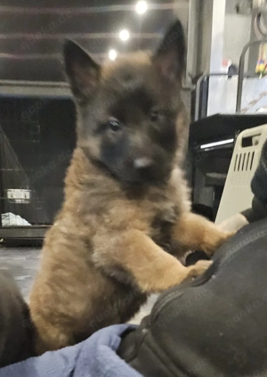 Reinrassige Groenendael Welpen 