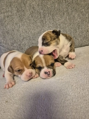 Old English Bulldog x American Bulldog Welpen