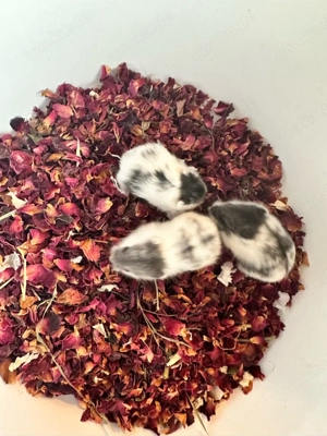 Campbell Zwerghamster