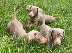 Süße Dackel Welpen in Sonderfarbe