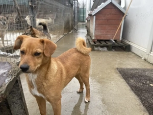 Nila   kleine Herzenshündin sucht ihr Für-immer-Zuhause 