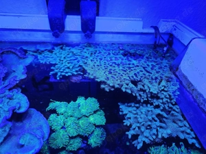 Koralle Seriatopora XXL