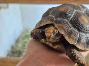 Köhlerschildkröte ( Geochelone Carbonaria)