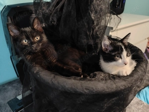 Kitten Duo Maze und Lucy