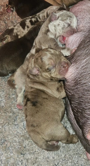 Wunderschöne American Bully Welpen zu Verkaufen!!