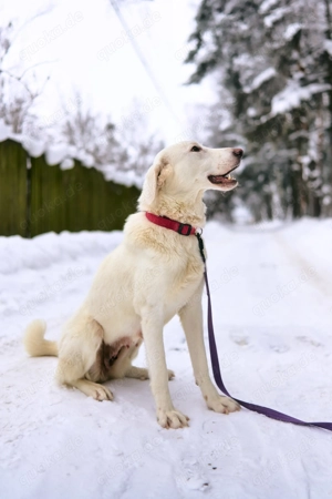 Menschenbezogene Iva sucht ihre Menschen  