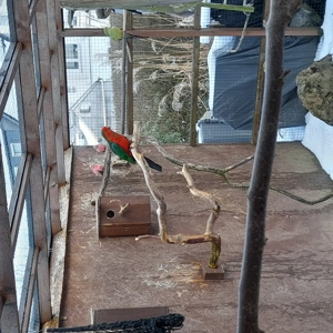 Königsittichhenne und Hahn  Bild 4