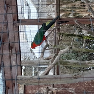 Königsittichhenne und Hahn  Bild 2