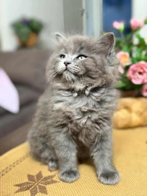 Ragdoll mix norwegische Waldkatzen Katzen 