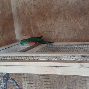 Königsittichhenne und Hahn  Bild 6